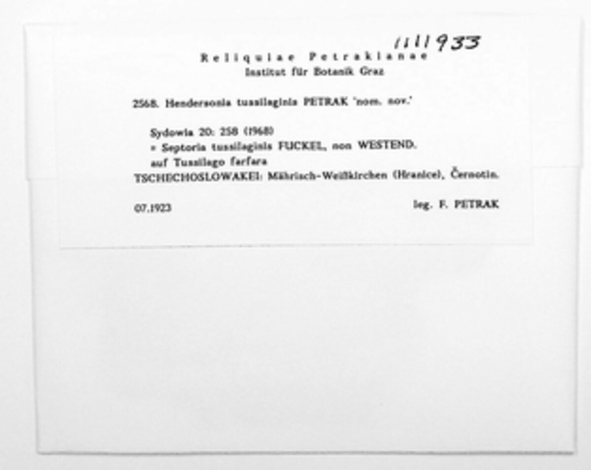 Stagonospora fuckelii image